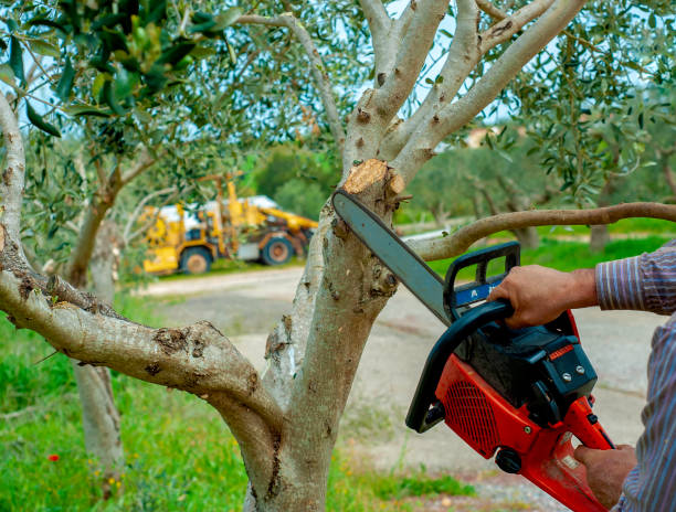  Santa Ana, CA Tree Service Pros